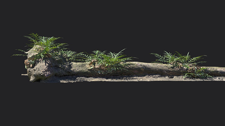 渲染模型_植物1297