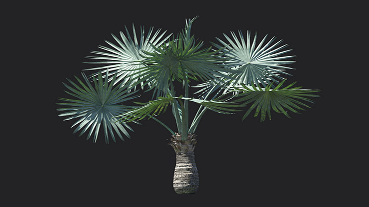 渲染模型_植物1324