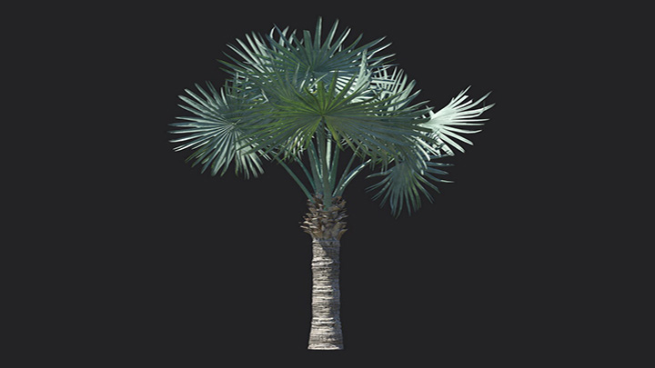 渲染模型_植物1326