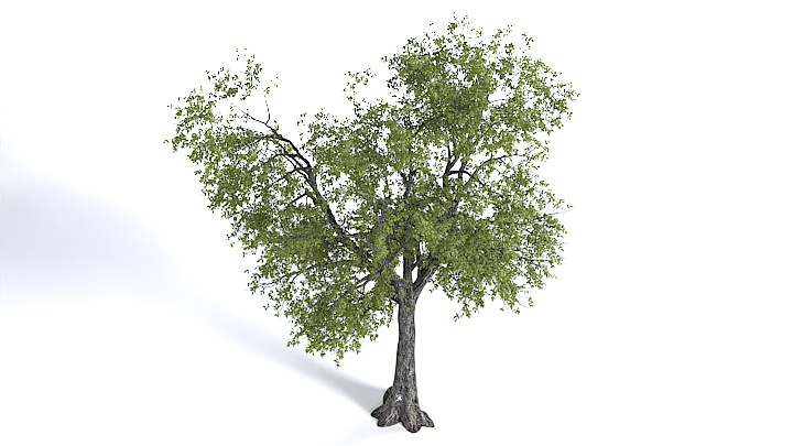 渲染模型_植物1349