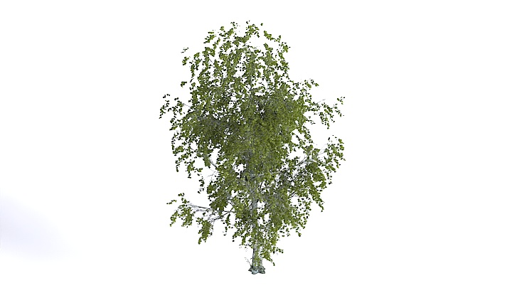 渲染模型_植物1355