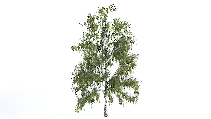 渲染模型_植物1363