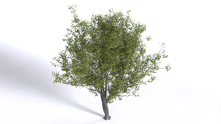 渲染模型_植物1368