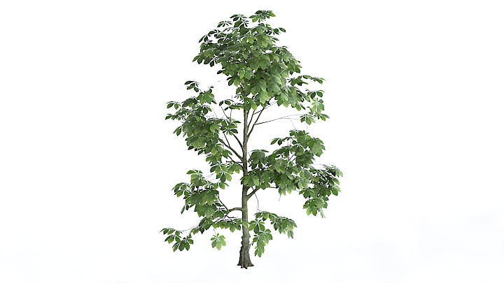 渲染模型_植物1370