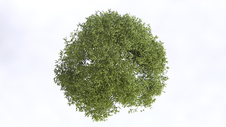 渲染模型_植物1381