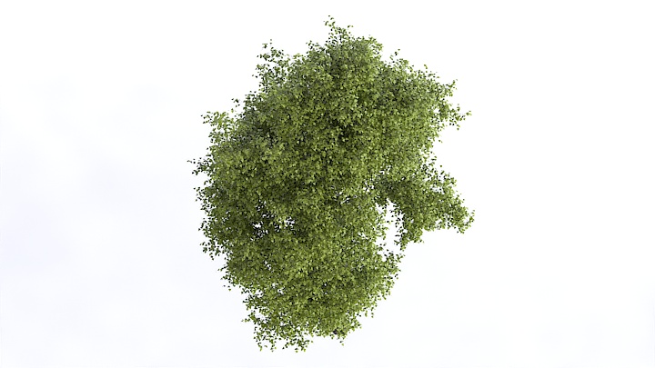 渲染模型_植物1383