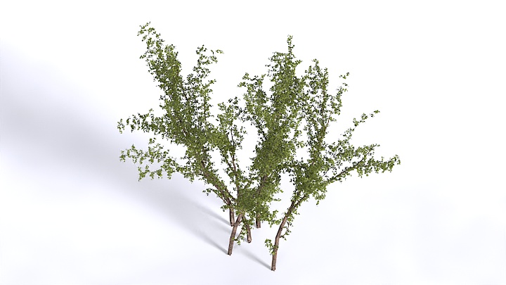 渲染模型_植物1394