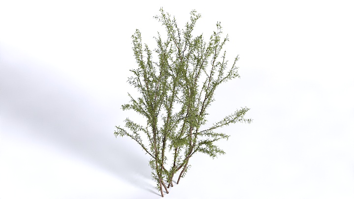 渲染模型_植物1396