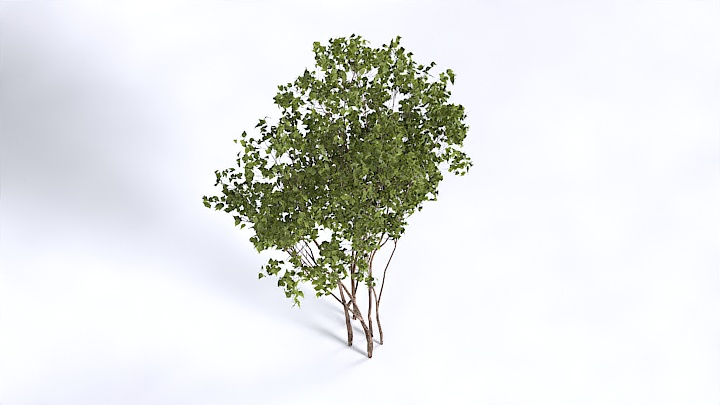 渲染模型_植物1401