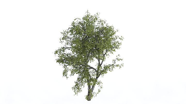 渲染模型_植物1406