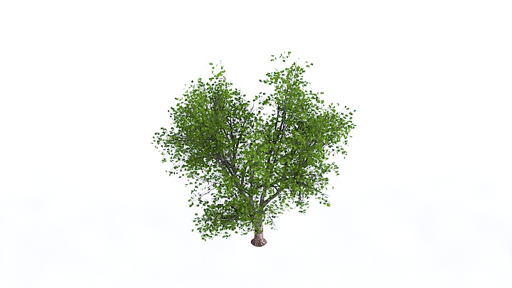 渲染模型_植物1407