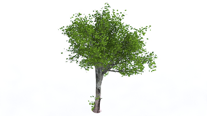 渲染模型_植物1408