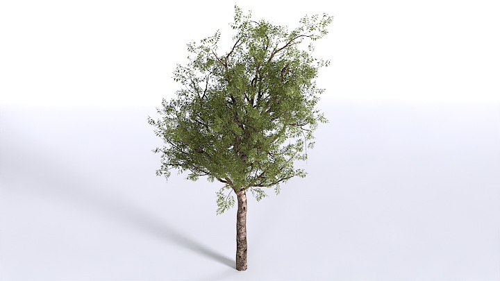 渲染模型_植物1419