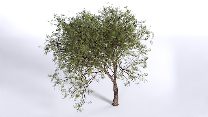 渲染模型_植物1421