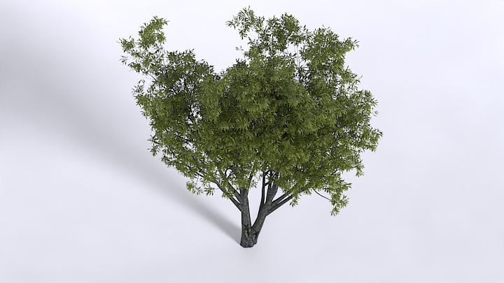 渲染模型_植物1424