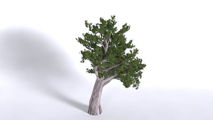 渲染模型_植物1441