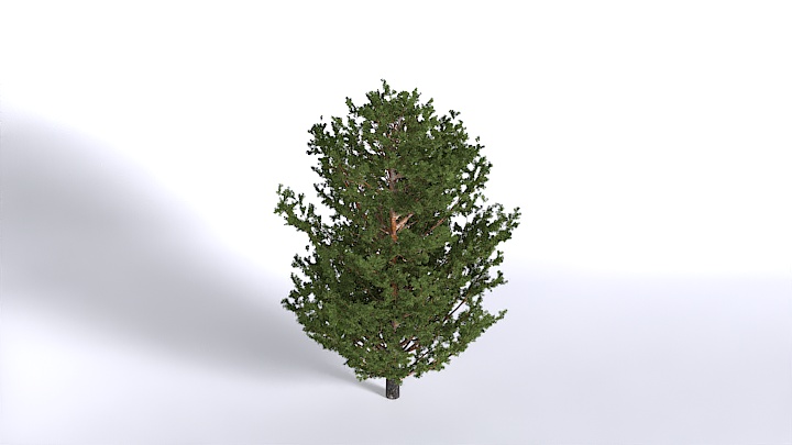 渲染模型_植物1477