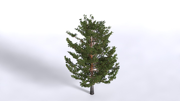 渲染模型_植物1480