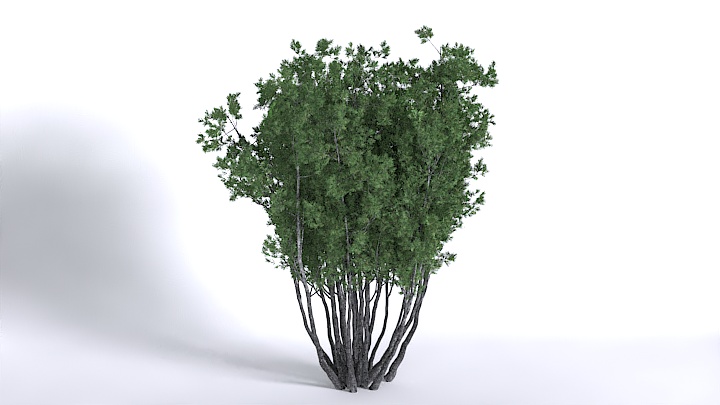 渲染模型_植物1494