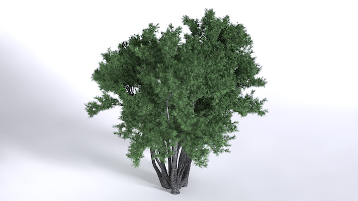 渲染模型_植物1497