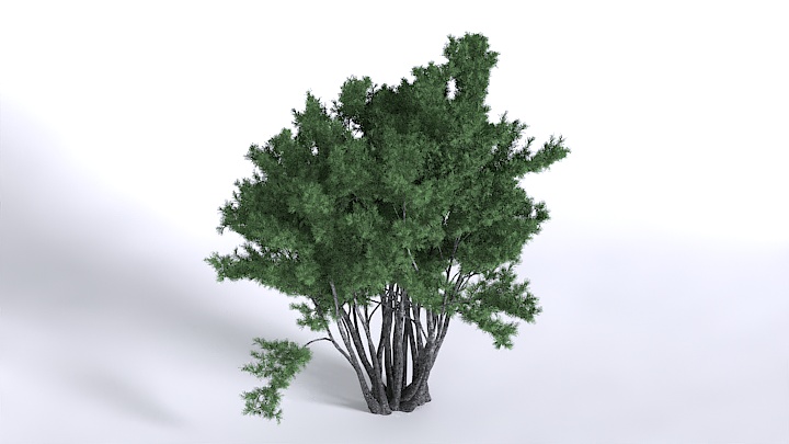 渲染模型_植物1498