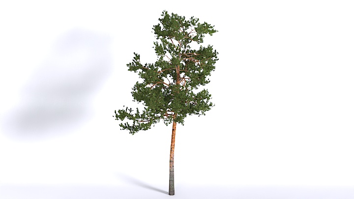 渲染模型_植物1513