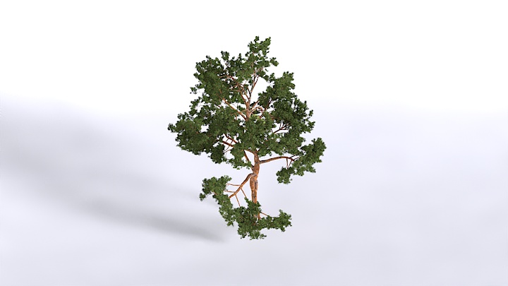 渲染模型_植物1518