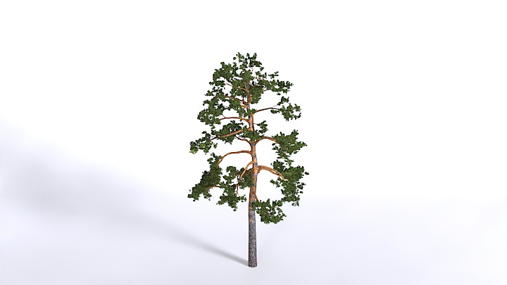 渲染模型_植物1531