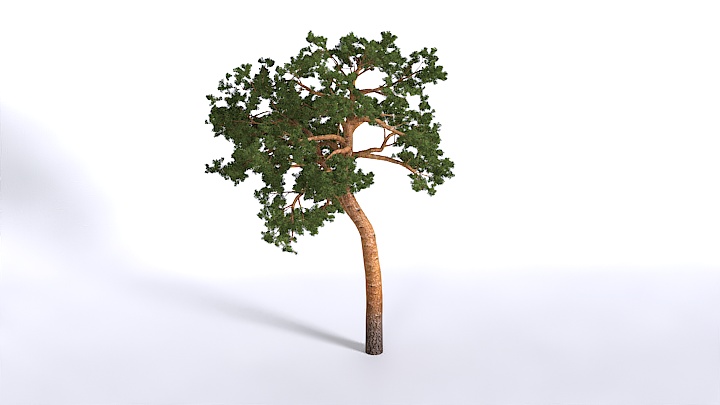 渲染模型_植物1532