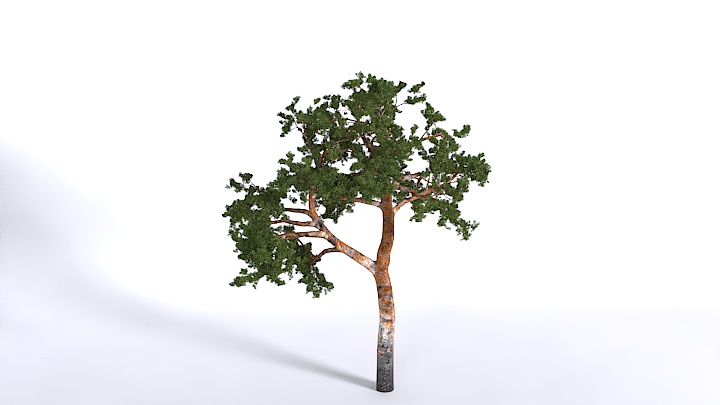 渲染模型_植物1534