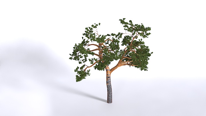 渲染模型_植物1536