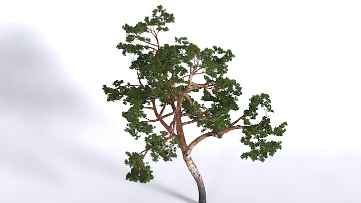 渲染模型_植物1539