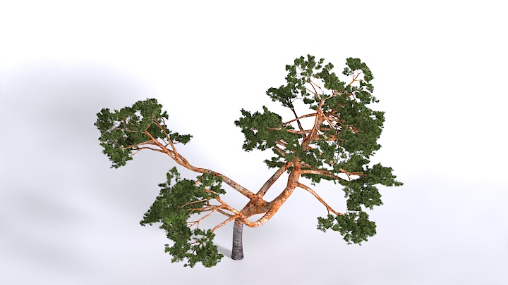 渲染模型_植物1540