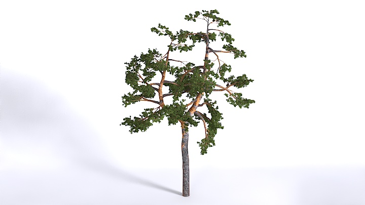 渲染模型_植物1546