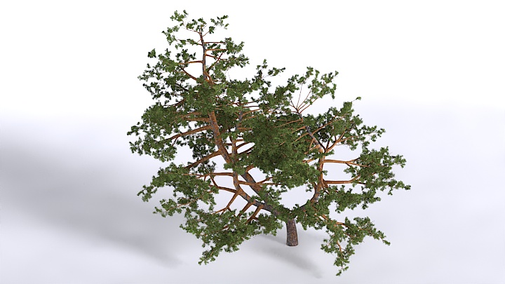 渲染模型_植物1551