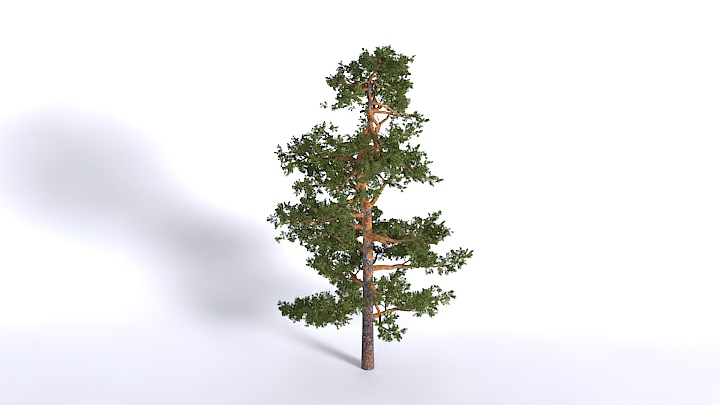 渲染模型_植物1567