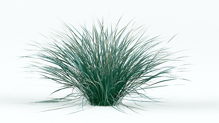 渲染模型_植物草025