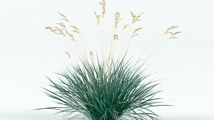 渲染模型_植物草027