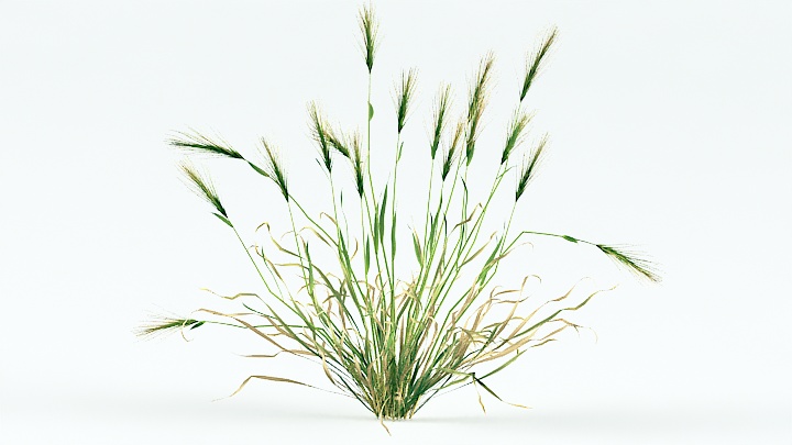 渲染模型_植物草031