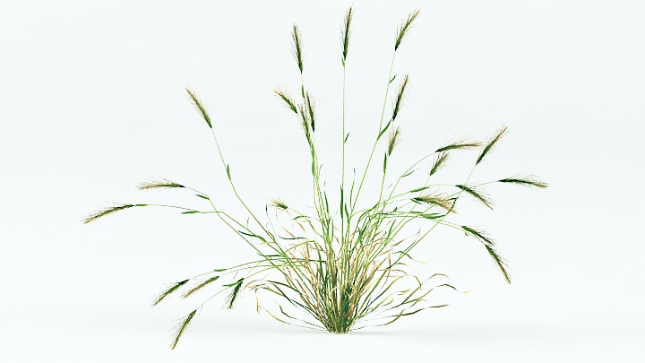 渲染模型_植物草032