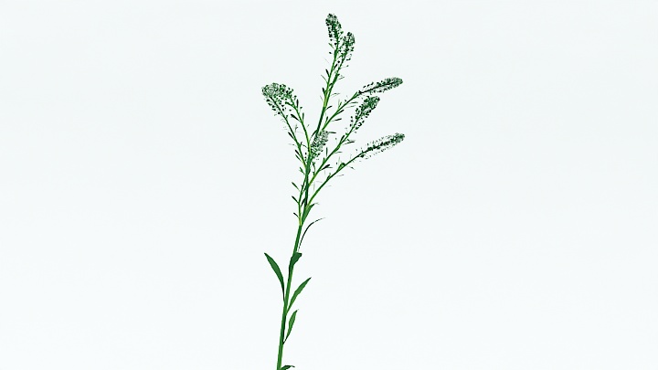 渲染模型_植物草041