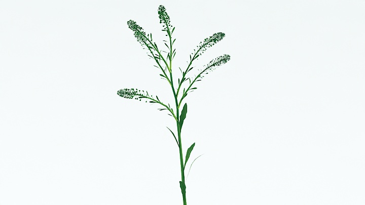 渲染模型_植物草042