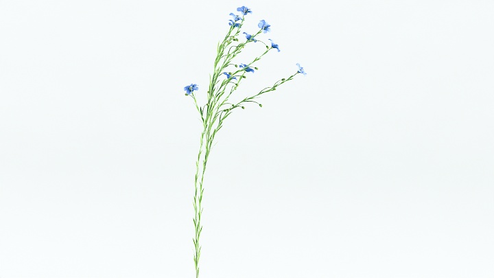 渲染模型_植物草046