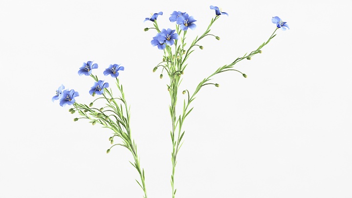 渲染模型_植物草048