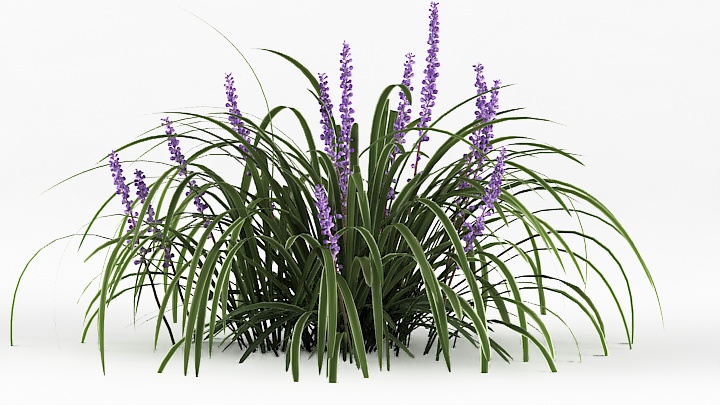 渲染模型_植物草053