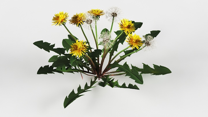 渲染模型_植物草079