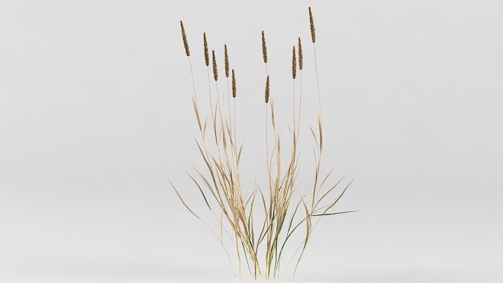 渲染模型_植物草095