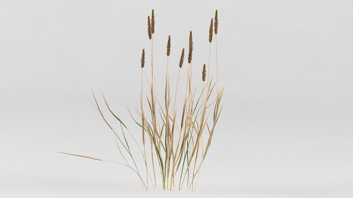 渲染模型_植物草096