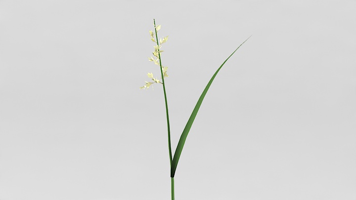 渲染模型_植物草106