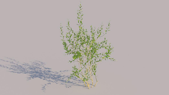 渲染模型_灌木146